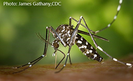 Aedes albopictus, by James Gathany (CDC)