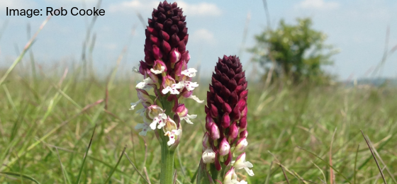 Two Burnt orchid flowers in a field