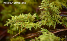 Glittering woodmoss