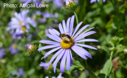 Hoverfly on flower