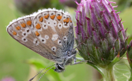 Northern brown argus butterfly