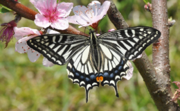 Papilio xuthus