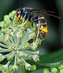 AsianHornet-126x145