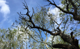 Trees affected by ash dieback
