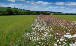 Jun26 newsletter-5-stripy wildflower margin