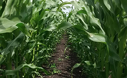 Maize on peatlan (credit: Ross Morrison)