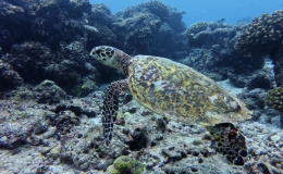May26 newsletter-8-maldives turtle