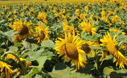 Sunflowers in a field