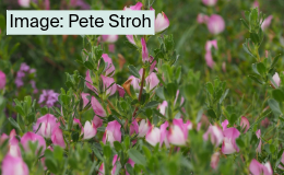 November newsletter-4-restharrow