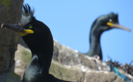 Two European shags, image by Sarah Burthe
