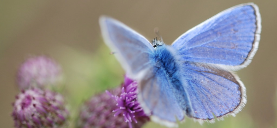 Sep25 newsletter-1-butterfly