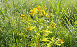 Sep25 newsletter-6-yellow loosestrife