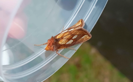 Sep25 newsletter-8-gold spot moth