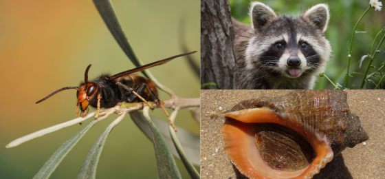 Yellow-legged hornet, raccoon, Veined rapa whelk