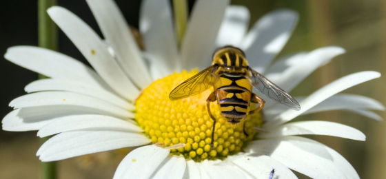 Jun26 newsletter-1-footballer hoverfly (1)