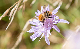 bee-flower-FIT-count-21_260x160