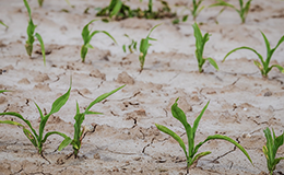 Corn crops in a dry field