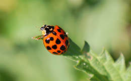 Harlequin ladybird (Harmonia axyridis) on leaf