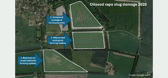 Satellite image of three fields comparing oilseed rape slug damage