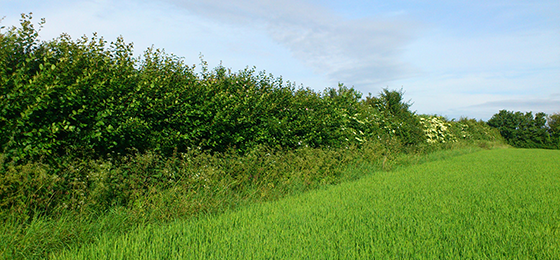 A managed hedgerow beside a field