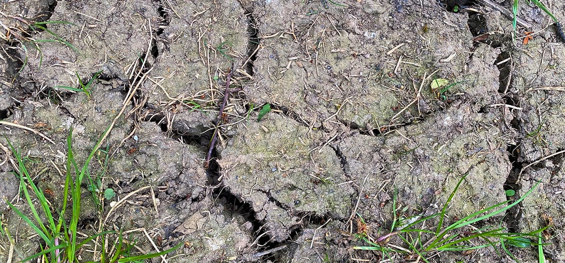 Patch of dry ground