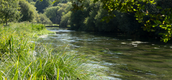 River with bridge in distance